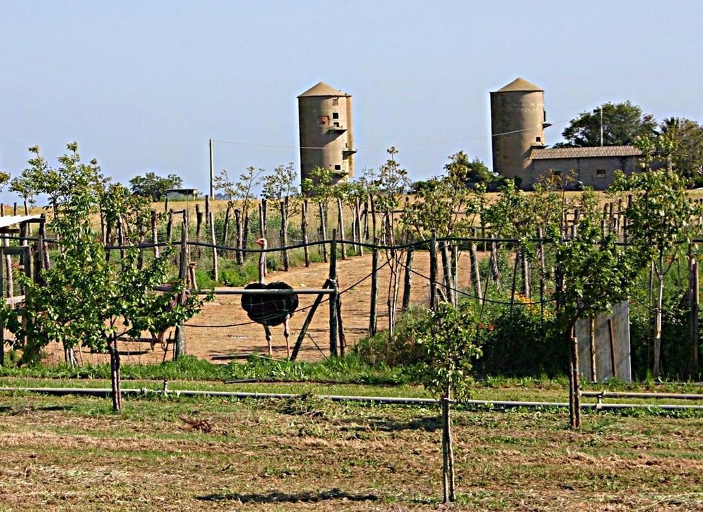 B&B Corte Degli Struzzi Pescia Romana Eksteriør bilde
